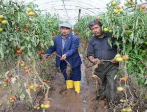 Kumlucalı üreticiler sel sonrası seralarda dezenfekte çalışmasına başladı