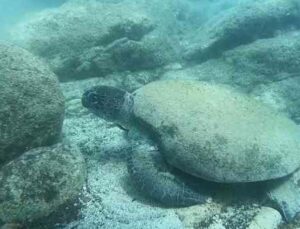 Ünlü profesörden ısıran caretta carettaler için ‘Elle beslemeyin’ uyarısı