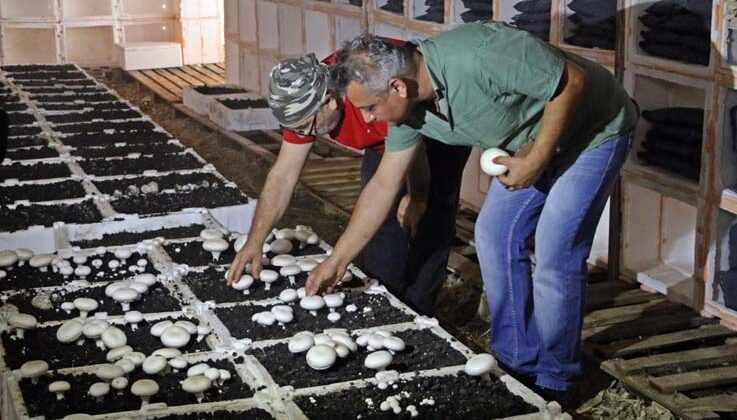 Yaz ayları fırın gibi olan cam serada, soğutucu klima olmadan kültür mantarı yetiştirdiler