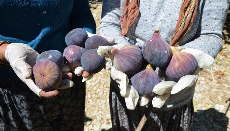 Antalya’da 800 rakımlı köyde incir hasadı başladı