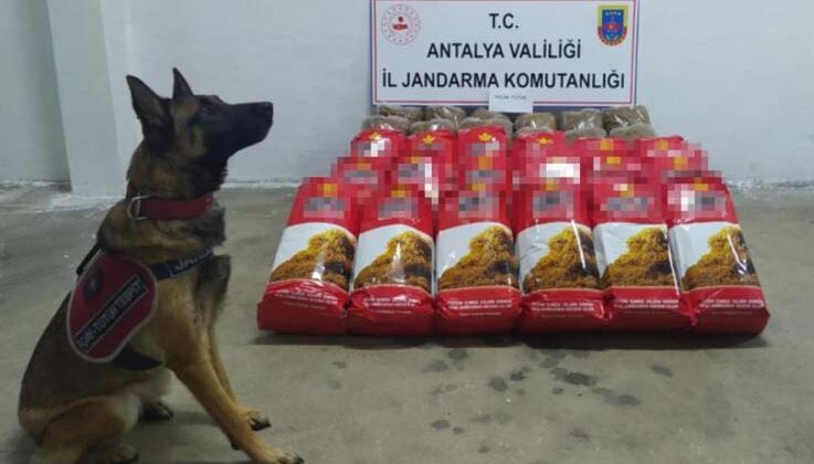 Alanya’da,yolcu otobüsünde 150 kilogram kaçak tütün ele geçirildi