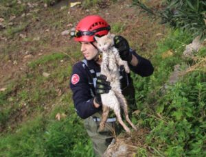 Derede mahsur kalan kedi, itfaiyeye zor anlar yaşattı