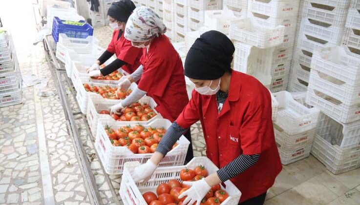 İşlem gören domates miktarı geçen yılın aynı ayına göre yüzde 19 azaldı