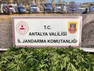 Antalya’da 268 kök kenevir ele geçirildi