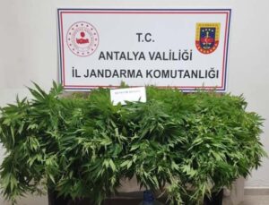 Antalya’da 2 bin 535 kök kenevir ele geçirildi