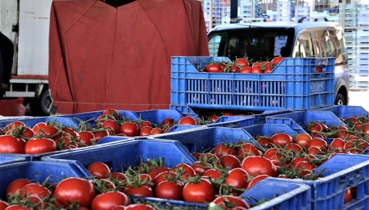 Antalya’da domates miktarı azaldı, fiyat endeksi arttı