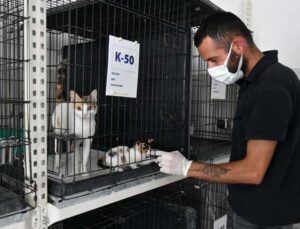 Köpekler suyla, kediler klimayla serinletiliyor