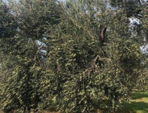 İklim krizi zeytin hasadını vurdu