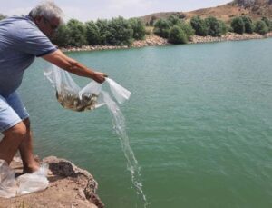 Korkuteli göletlerine 83 bin adet sazan yavrusu bırakıldı