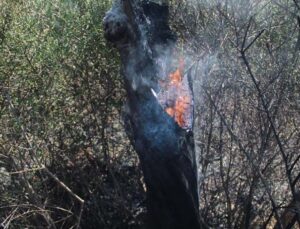 Ot çalılık yangınında onlarca zeytin ağacı küle döndü