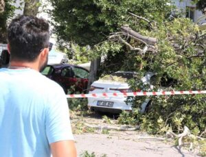 Asırlık çınar ağacının kırılan dalı 5 araçta hasara yol açtı