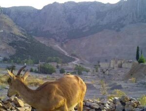 Ormancıların, can suyu havuzları yaban hayatına can oluyor