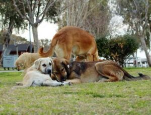 ‘Başıboş köpekler için ormanda yer ayıralım’ önerisi