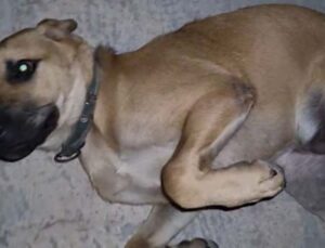 Dışarıda bırakılan balık iğnesi ağzına batan köpek acı içinde kıvrandı