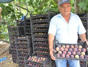 Antalya’da 800 rakımlı köyde incir hasadı başladı