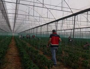 Gazipaşa’da Akdeniz meyve sineği ile mücadele başlatıldı