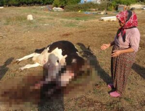 100 bin lira değerindeki Holstein cinsi inek köpekler tarafından telef edildi