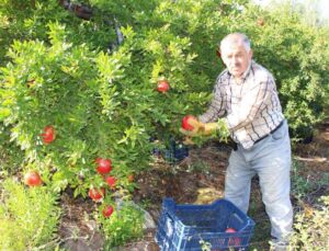 Kumluca’da hasadı devam eden narda 20 bin ton rekolte bekleniyor