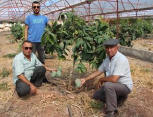 Domatesleri söktü, serasını mango bahçesine dönüştürüp 300 yıllık yatırım yaptı