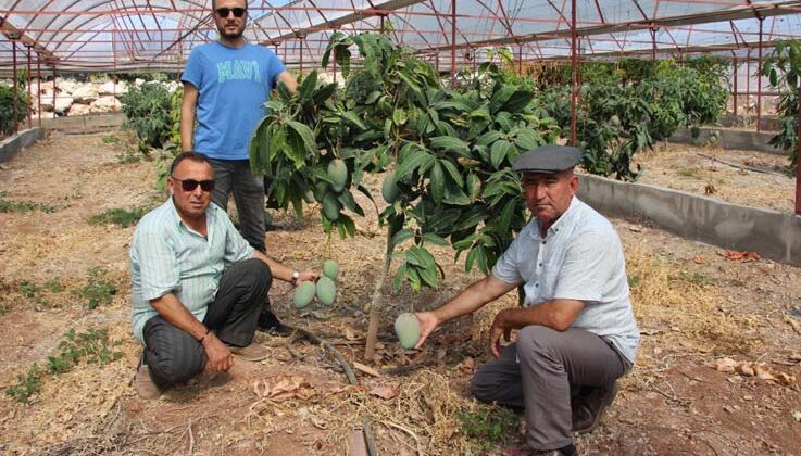 Domatesleri söktü, serasını mango bahçesine dönüştürüp 300 yıllık yatırım yaptı
