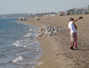 Manavgat sahilleri martı ve diğer deniz kuşlarıyla dolup taşmaya başladı