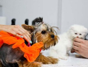 Antalya’da kedi ve köpekler için sağlık sigortasına yoğun ilgi