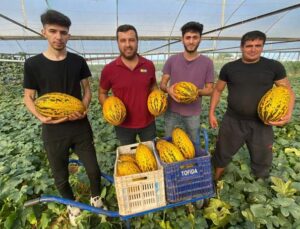 Antalya’da örtüaltı kavun hasadı üreticinin yüzünü güldürüyor