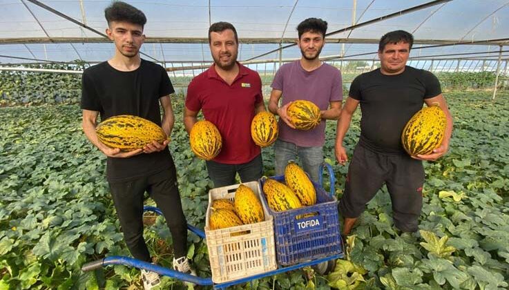 Antalya’da örtüaltı kavun hasadı üreticinin yüzünü güldürüyor