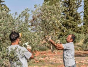 Kepez’den zeytin hasadı