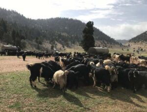 Antalya’da Yörüklerin yayla dönüşü başladı