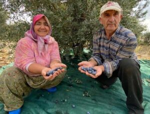 Antalya’da şarkılı türkülü zeytin hasadı