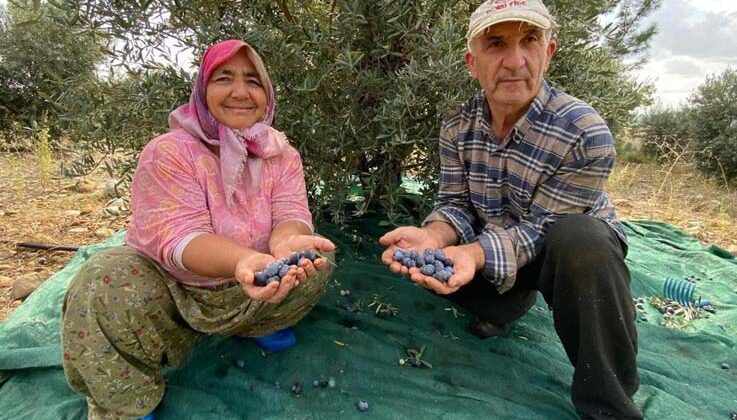 Antalya’da şarkılı türkülü zeytin hasadı