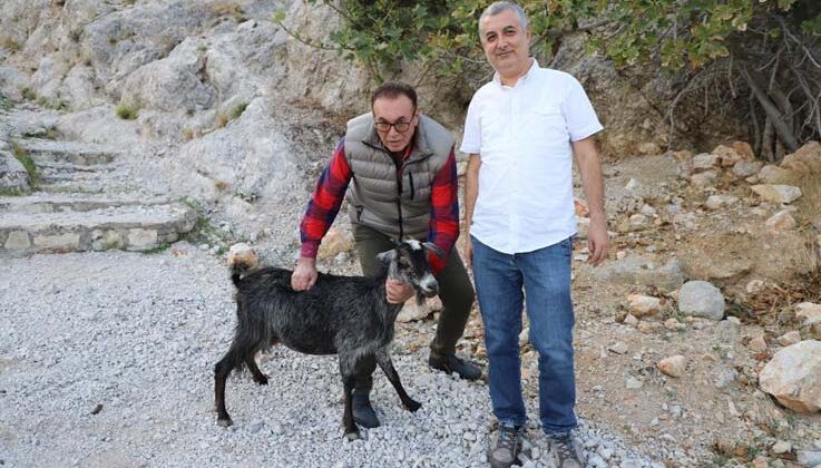 Alanya’da tedavi edilen yaralı keçi doğaya bırakıldı