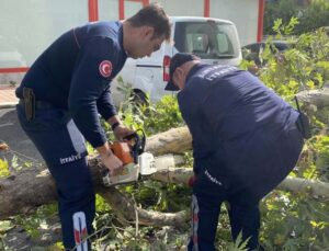 Şiddetli rüzgara dayanamayan çınar ağacı yola devrildi