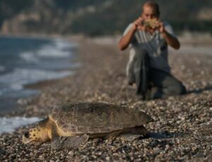 Antalya’da 2023 yılında 144 bin 334 yavru caretta caretta denizle buluştu