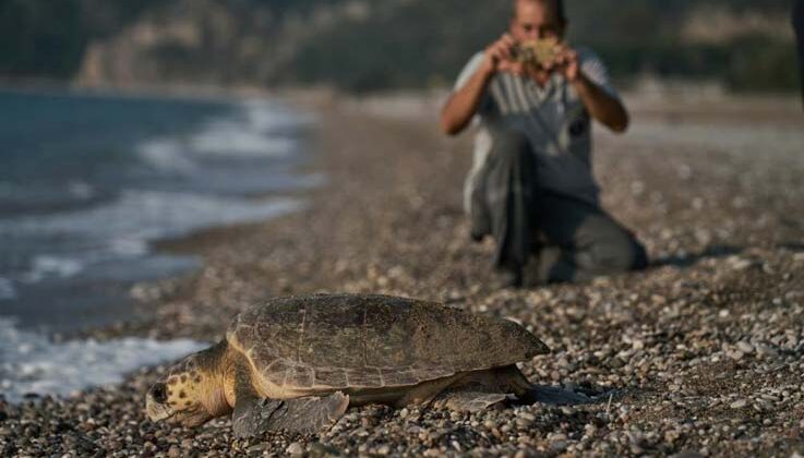 Antalya’da 2023 yılında 144 bin 334 yavru caretta caretta denizle buluştu