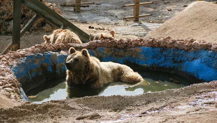 Antalya’da kış uykusuna yatamayan ayılar havuz keyfine ara vermedi
