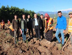 Kumluca’ya 50 dönümlük alanda ikinci bal ormanı