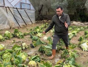 Alanya’da sağanak yağış sera ürünlerine hasar verdi