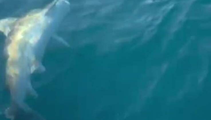 Oltaya kıyısal en büyük köpek balığı takıldı, güçlükle kontrol ederek yukarı çektiler
