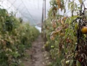 Antalya’da sağanakta zarar gören seralardaki ürünler çöpe dökülecek