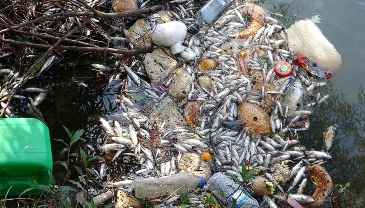 Antalya’da sulama kanalındaki balık ölümleri endişelendiriyor