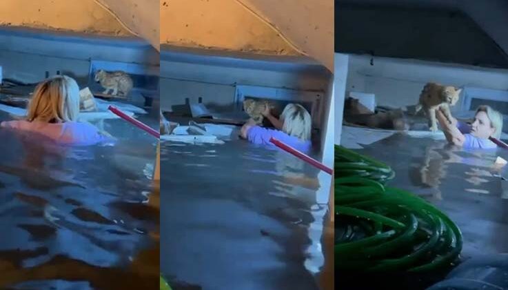 Selde kendi hayatını hiçe saydı, su dolu bodrumda mahsur kalan kediyi kurtardı