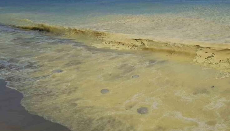 Antalya’da deniz kıyısında sarı köpük içinde ölü denizanaları görüldü