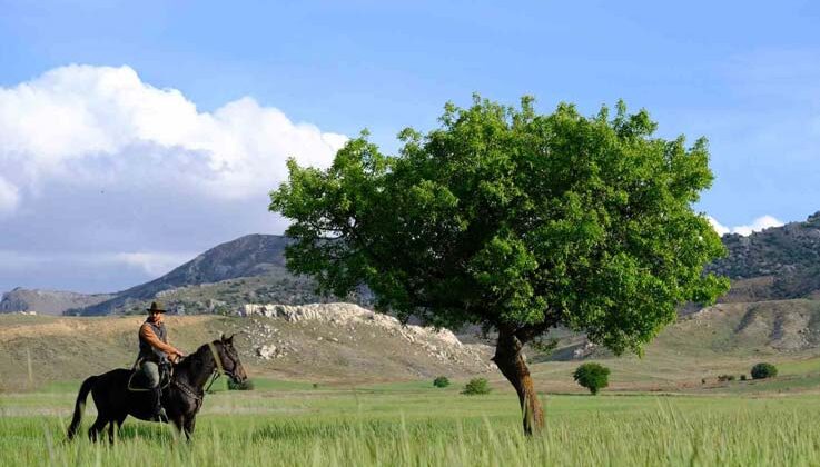 Dereye düşen yavru yılkı atı böyle kurtarıldı