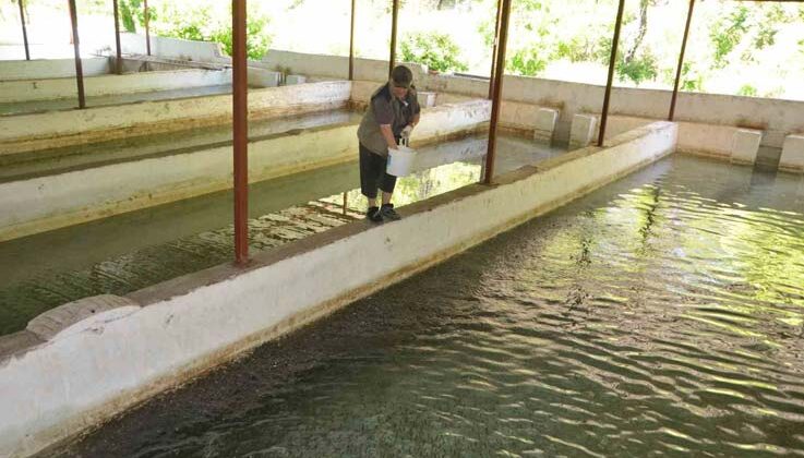 Yavru alabalık yetiştirip öğrencilere burs veriyor