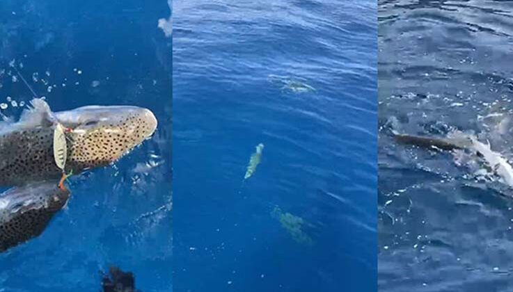 Denize bırakılan yaralı balon balığına, diğer balon balıkları saldırdı