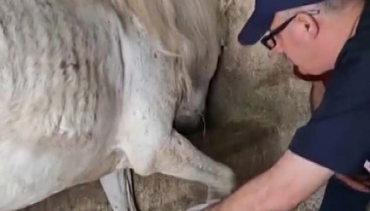 Ayağına çivi batan atın yardıma veteriner hekimler koştu