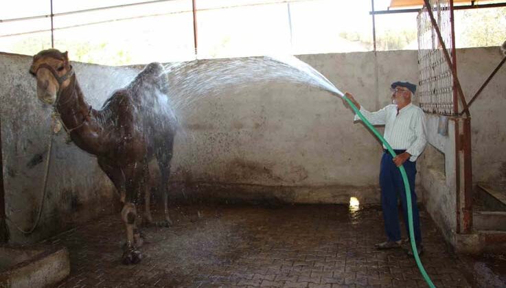 Hava sıcaklıkları develeri bile bunalttı, sahipleri serpme su ile serinletmeye başladı