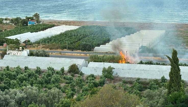 Avokado ağaçları yangında zarar gördü